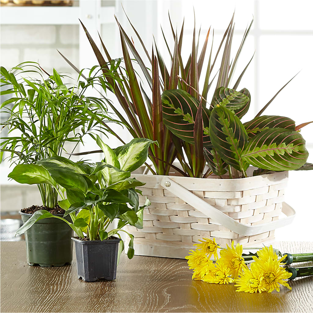 Florist Designed Blooming and Green Plants in a Basket – Hy-vee, West Des Moines IA