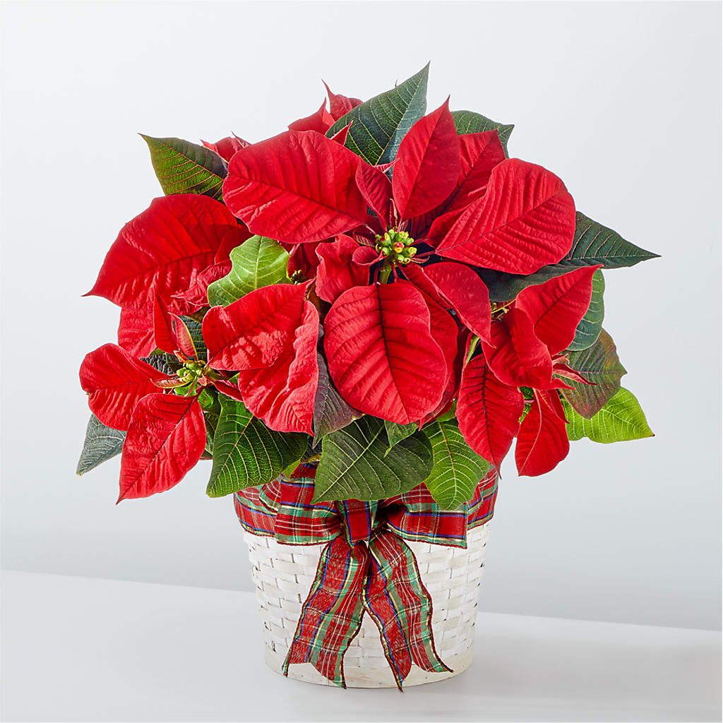 Happiest Holidays Poinsettia – Hy-vee, West Des Moines IA