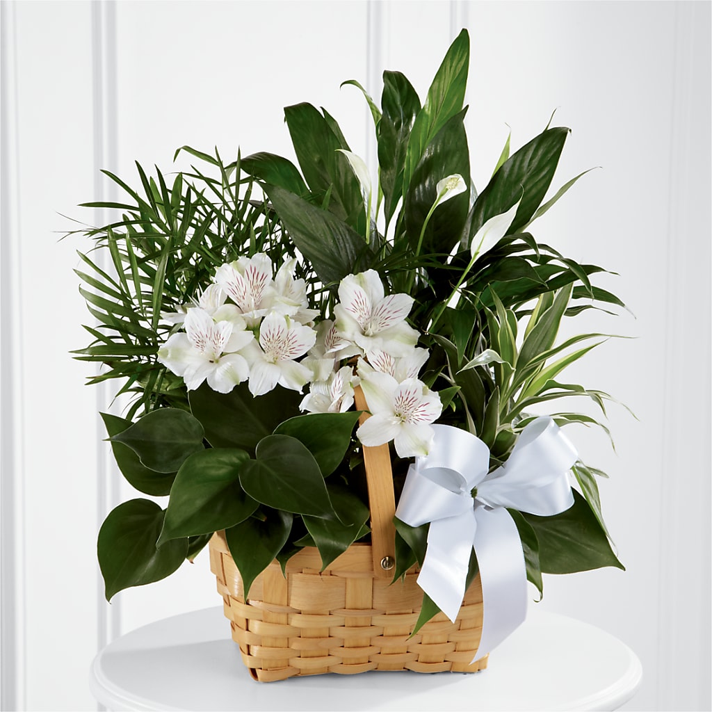Peace & Serenity Dishgarden – Hy-vee, West Des Moines IA
