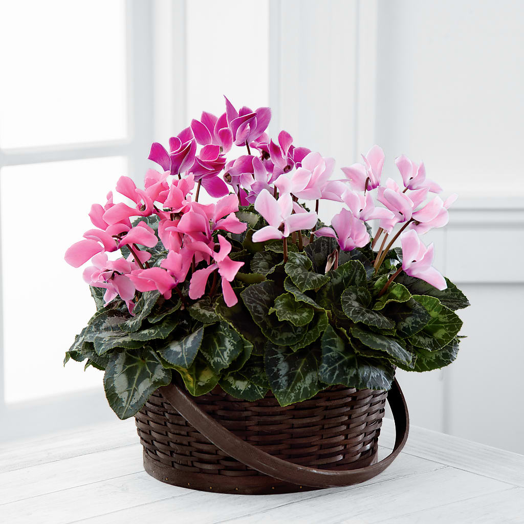 Mixed Cyclamen Planter – Hy-vee, West Des Moines IA