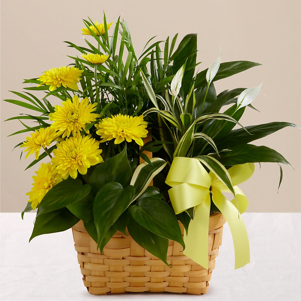 Loving Light Dishgarden – Hy-vee, West Des Moines IA