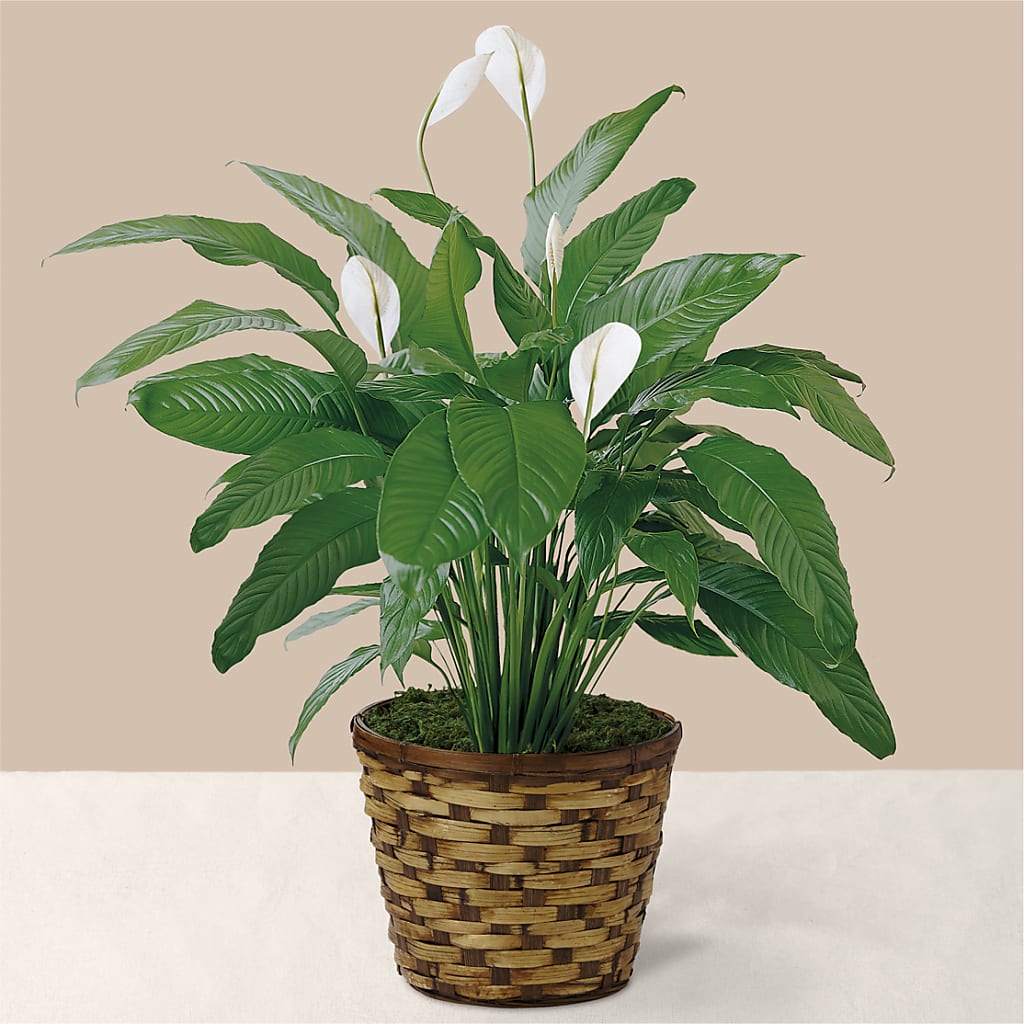 Tranquil Moments Peace Lily Plant – Hy-vee, West Des Moines IA