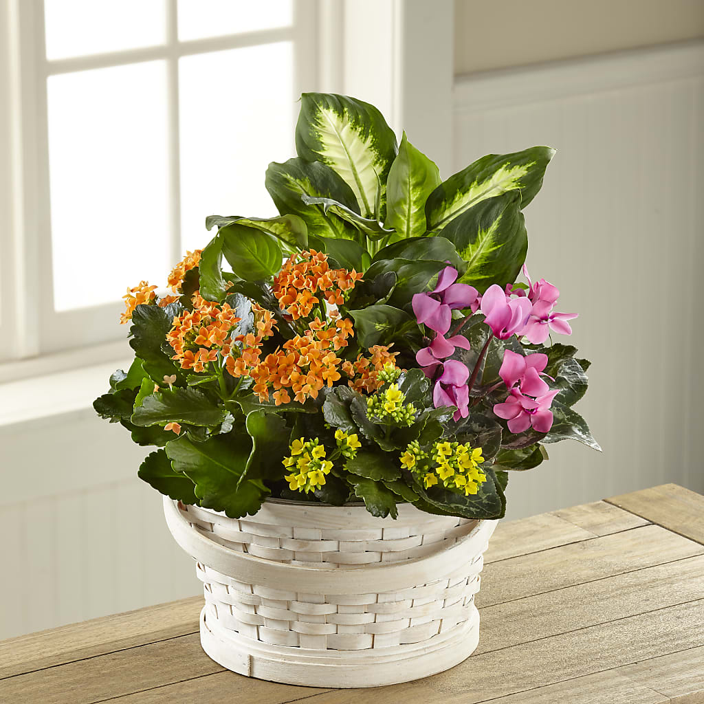 Color Crush Dishgarden – Hy-vee, West Des Moines IA