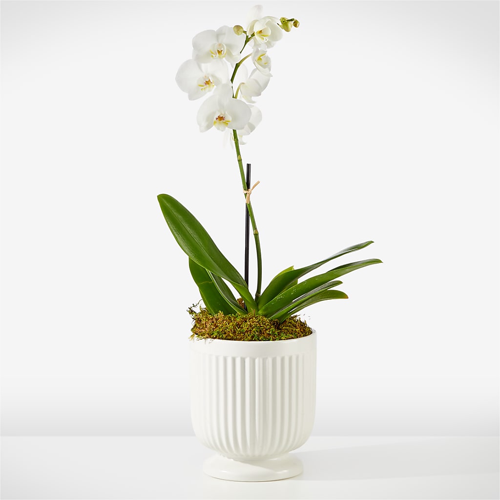 Whispering White Orchid – Hy-vee, West Des Moines IA