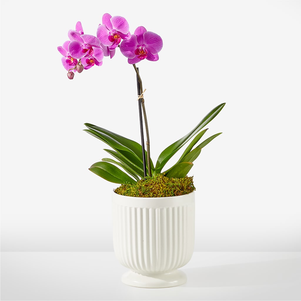 Friendly Fuchsia Orchid – Hy-vee, West Des Moines IA
