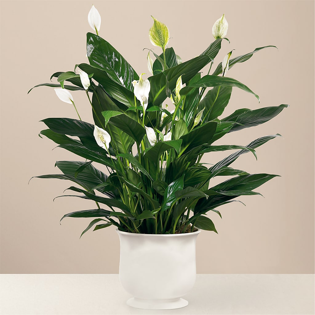Comfort Planter – Hy-vee, West Des Moines IA