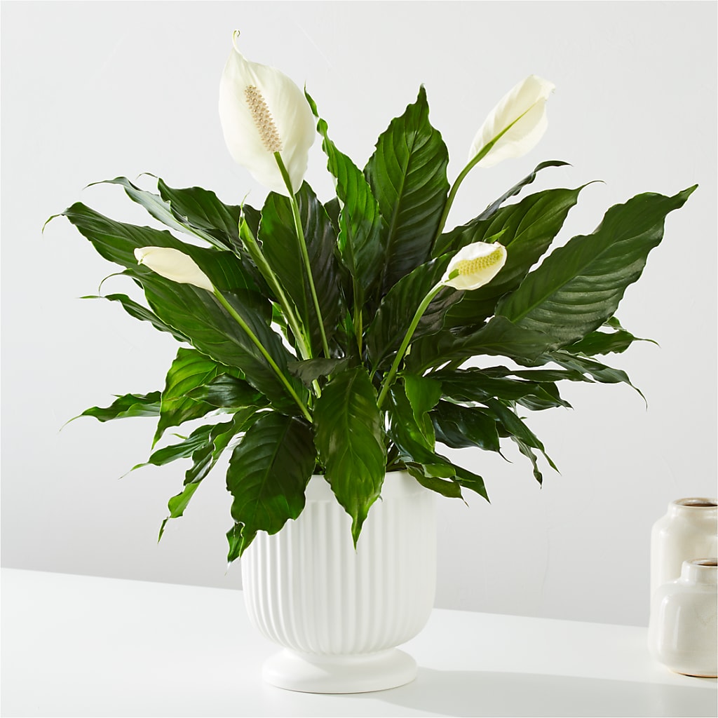 Comfort Planter – Hy-vee, West Des Moines IA