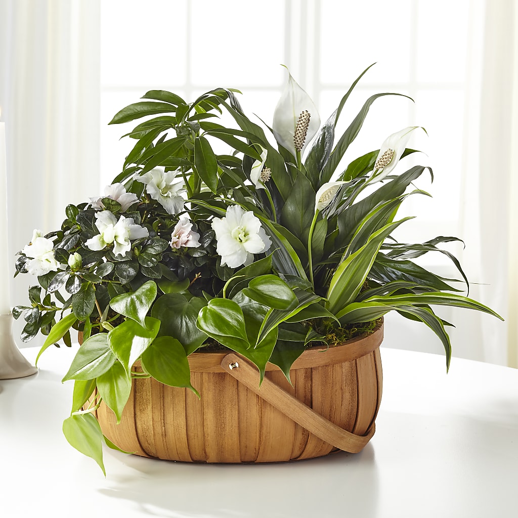 Serene Dishgarden – Hy-vee, West Des Moines IA