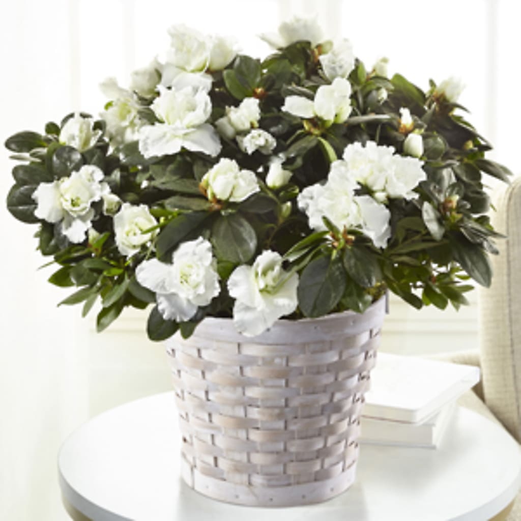 White Azalea Plant – Hy-vee, West Des Moines IA