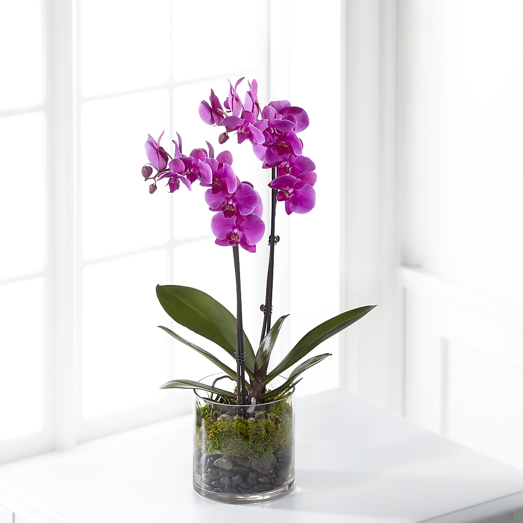 Pink Orchid Plant – Hy-vee, West Des Moines IA