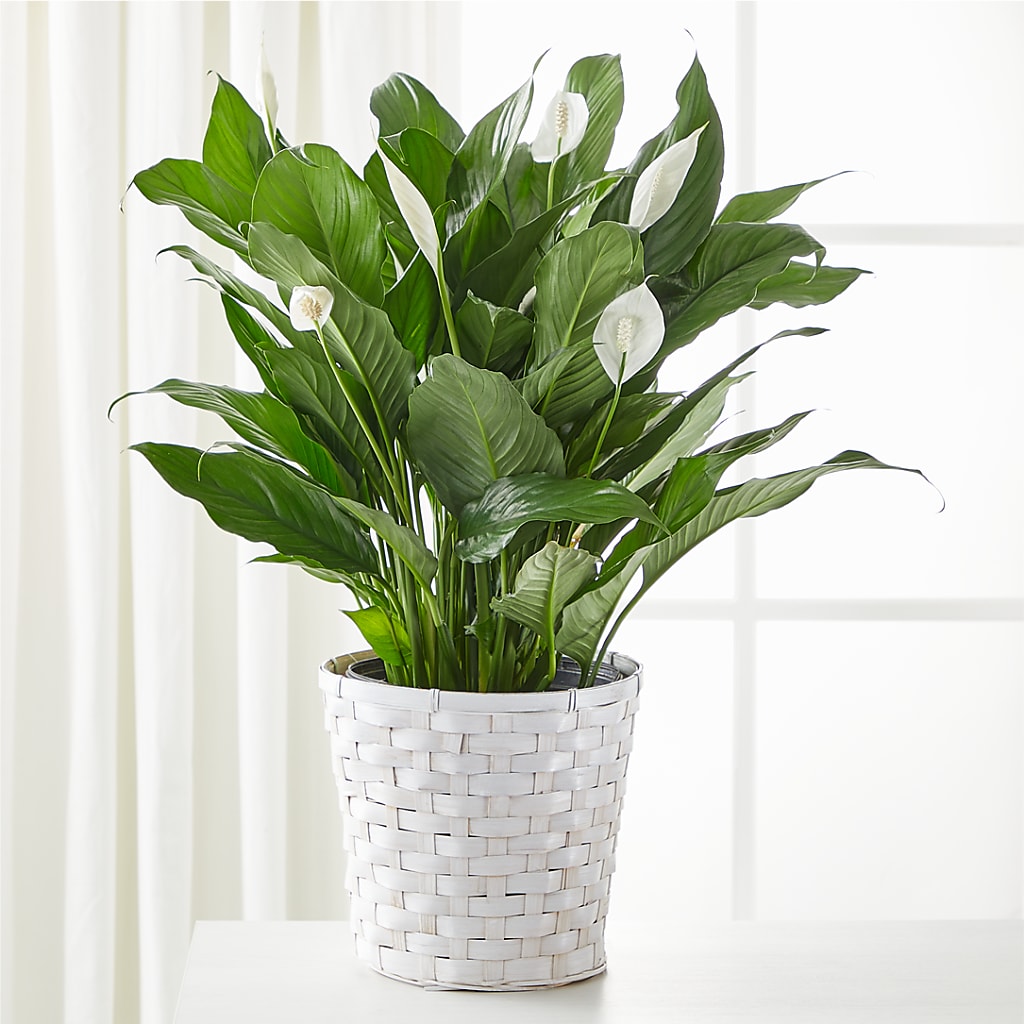 A New Leaf Peace Lily – Hy-vee, West Des Moines IA