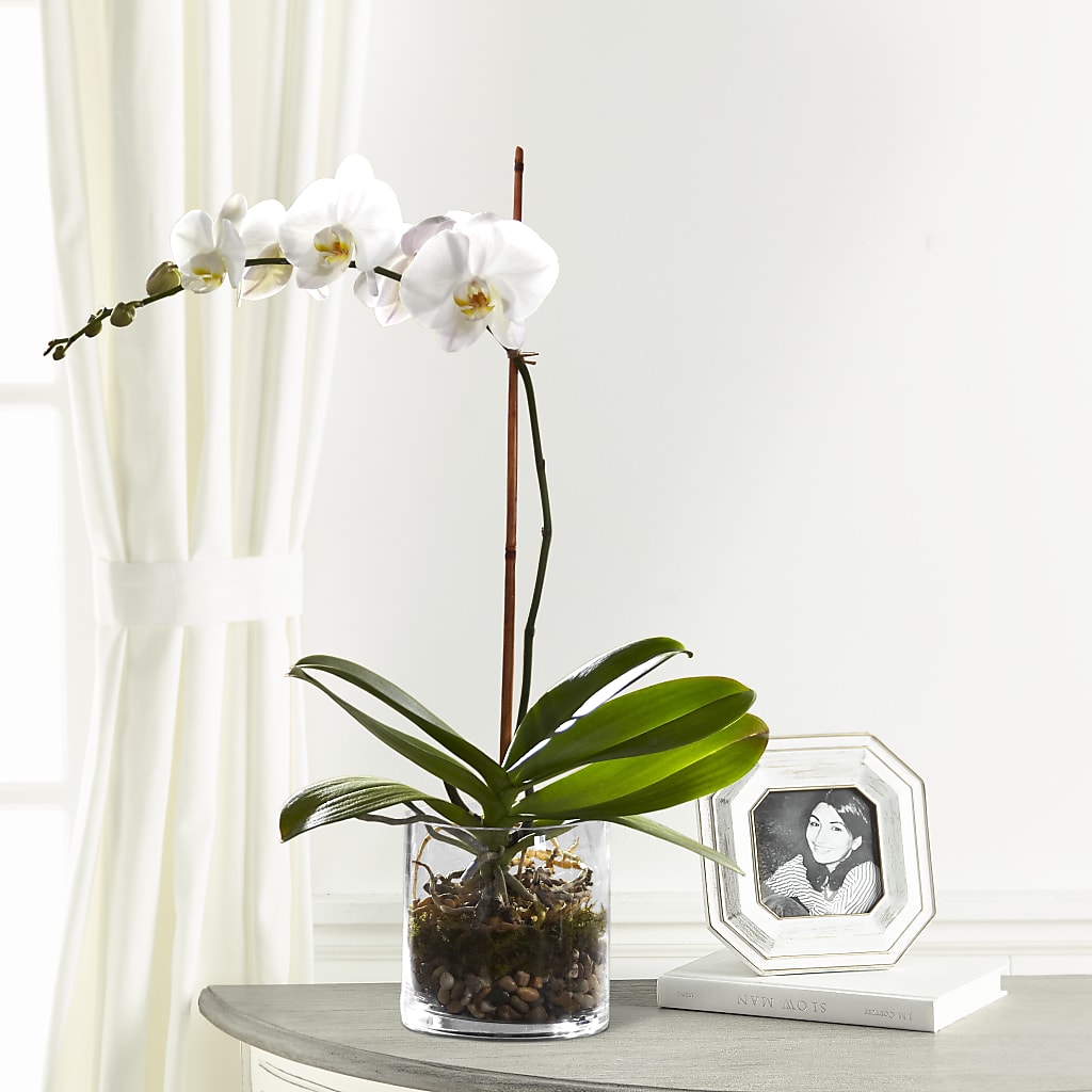 White Orchid Planter – Hy-vee, West Des Moines IA