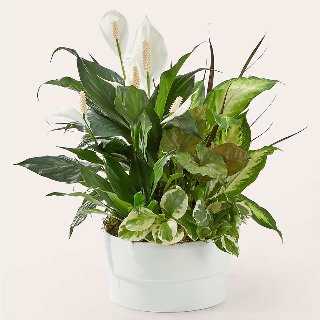 Radiating Positivity Dishgarden – Hy-vee, West Des Moines IA