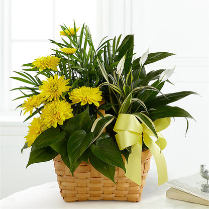 Loving Light Dishgarden –  Hy-vee, West Des Moines IA
