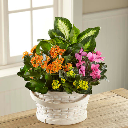 Color Crush Dishgarden –  Hy-vee, West Des Moines IA