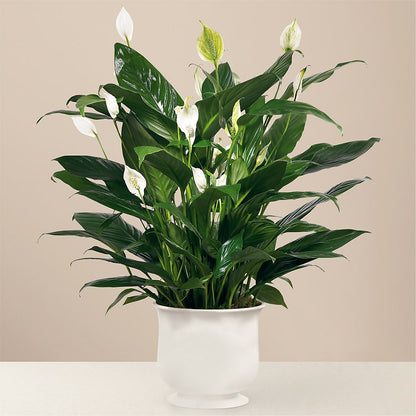 Comfort Planter –  Hy-vee, West Des Moines IA