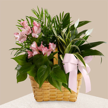 Living Spirit Dishgarden –  Hy-vee, West Des Moines IA