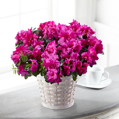 Hope & Serenity Azalea Plant –  Hy-vee, West Des Moines IA