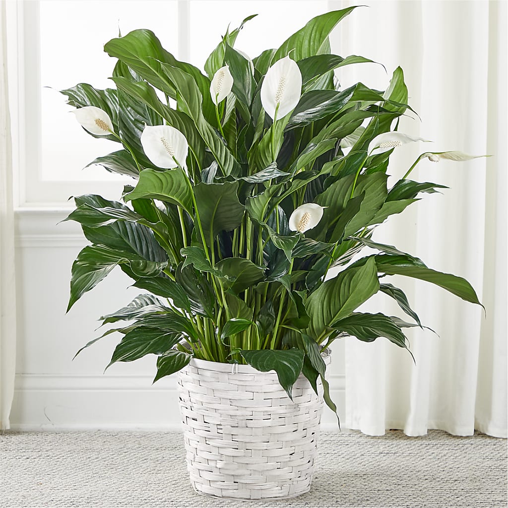 peace lily hay fever A New Leaf Peace Lily