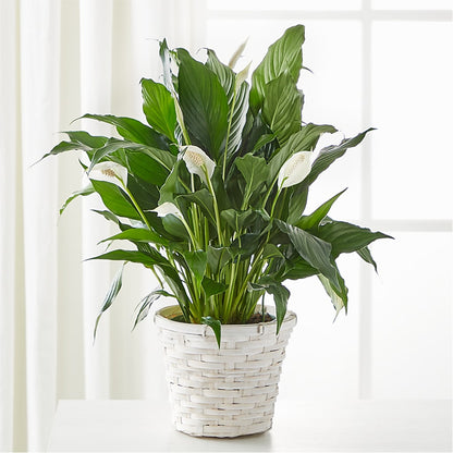 white leaves on peace lily A New Leaf Peace Lily – white flower arrangement | West Des Moines, IA