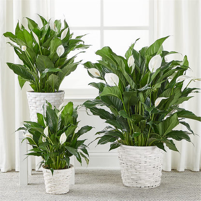 A New Leaf Peace Lily –  Hy-vee, West Des Moines IA
