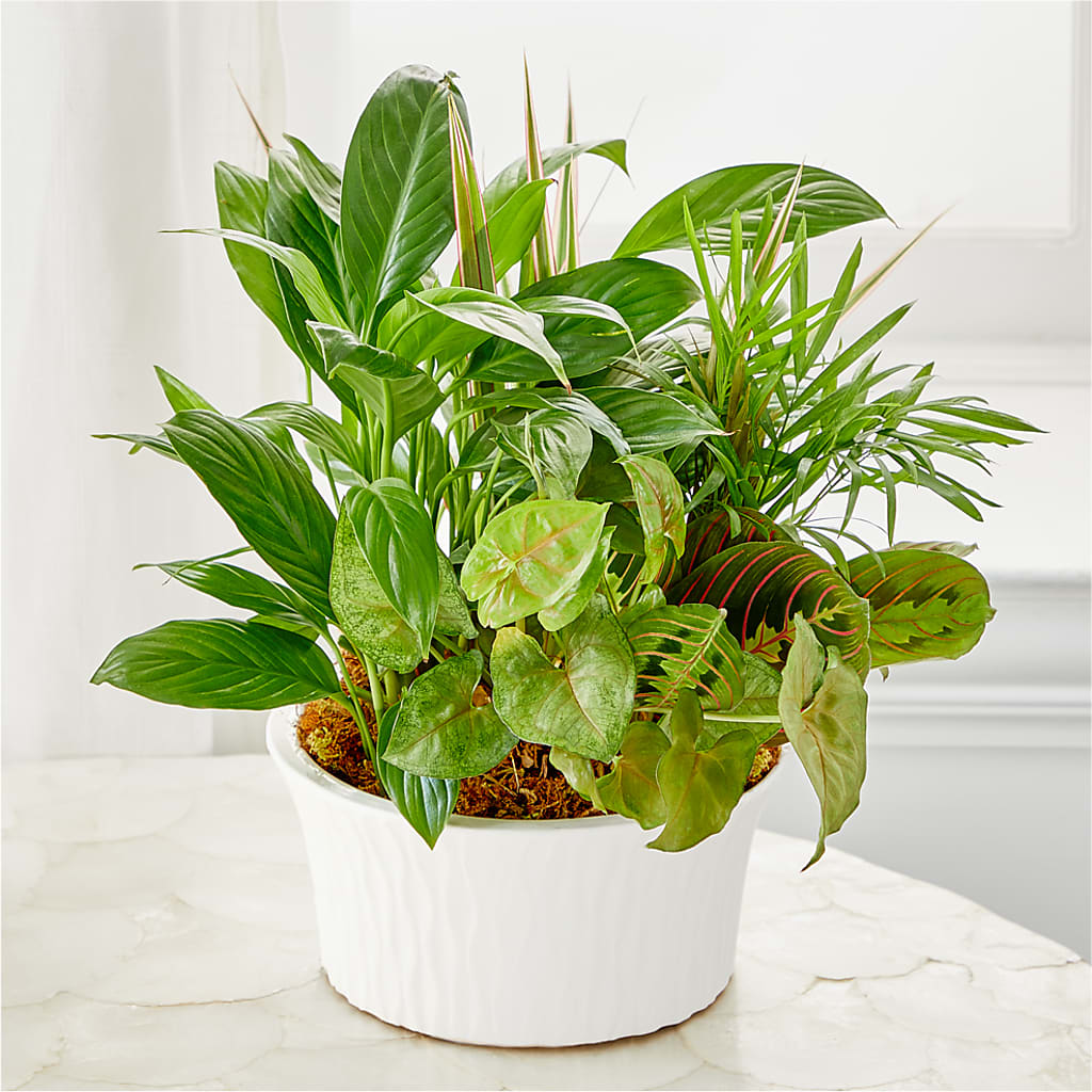 Balance & Harmony Dishgarden –  Hy-vee, West Des Moines IA