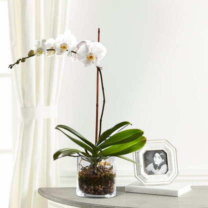 White Orchid Planter –  Hy-vee, West Des Moines IA